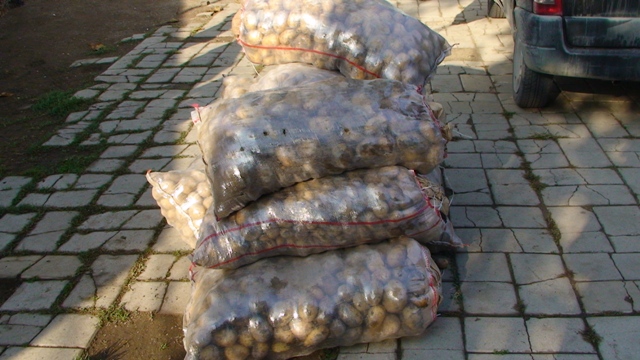 Potatoes Aids for Winter to Fenerbahce Camp