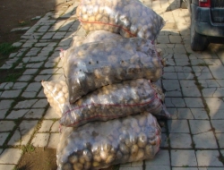 Potatoes Aids for Winter to Fenerbahce Camp