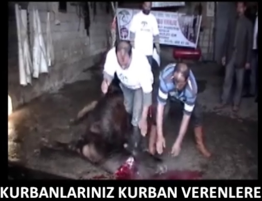 2010 Kurban Organizasyonumuz Tamamlandı